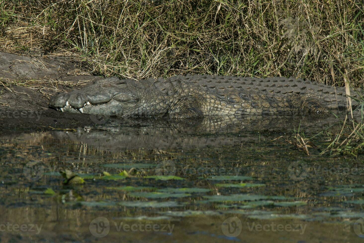 Nile cocodrile, Kruger National Park , South Africa photo