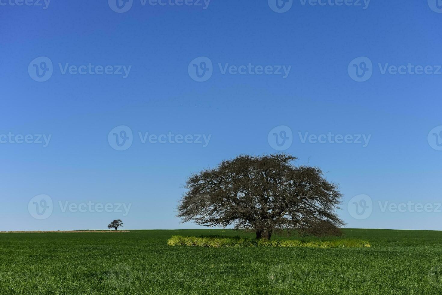 Pampas tree landscape, La Pampa province, Patagonia, Argentina. photo