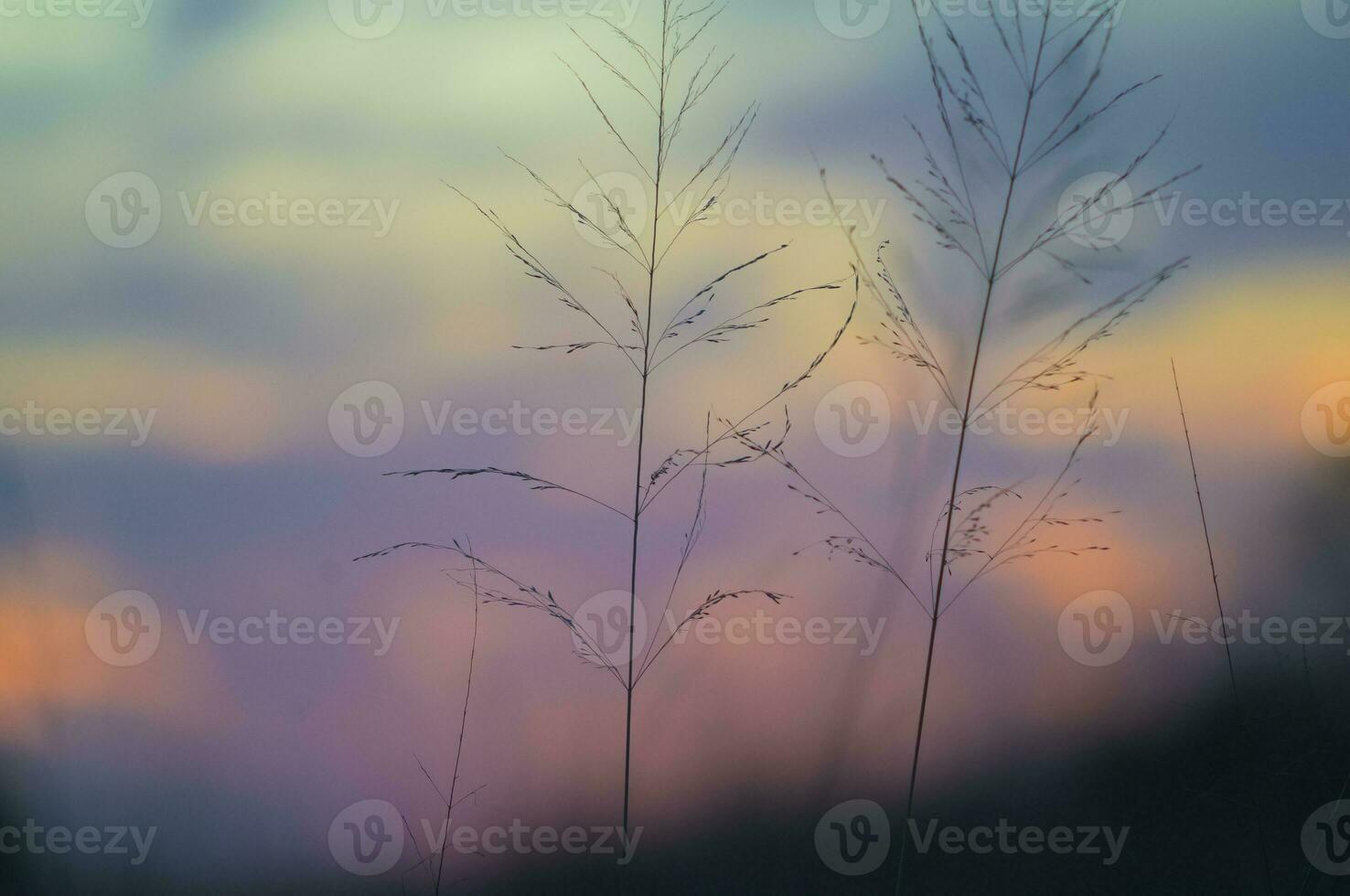 Pampas grass landscape at sunset, La Pampa Province,  Argentina photo