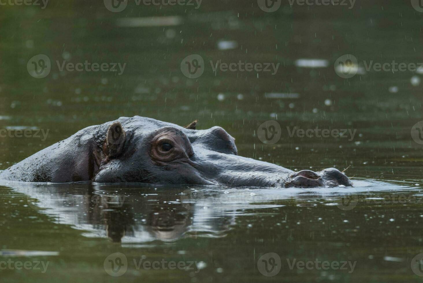 HIPPOPOTAMUS AMPHIBIUS in waterhole, Kruger National park,South Africa photo