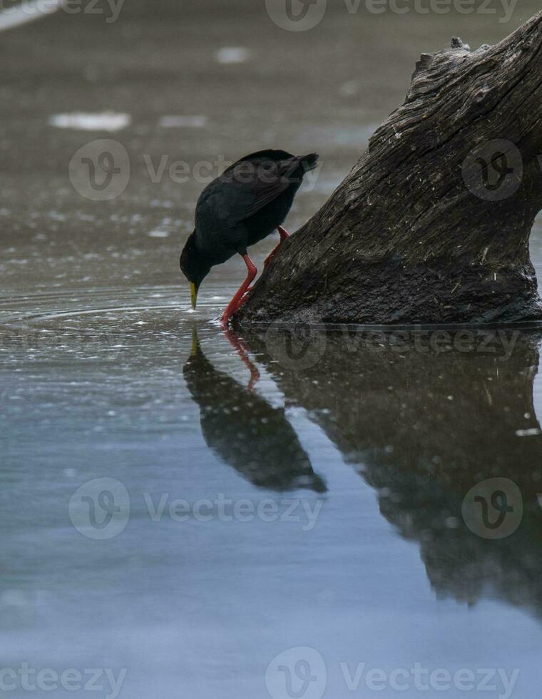 Black crake in waterhole, Kruger National Park,  South Africa. photo