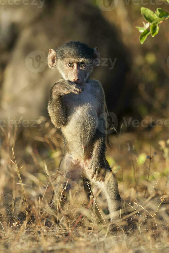 Baby baboon, Kruger National park,South Africa photo