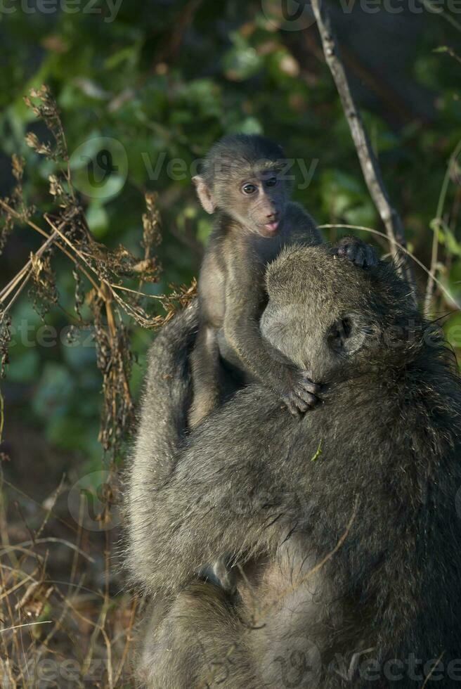Baboon, mother and baby, Kruger National Park, South Africa photo