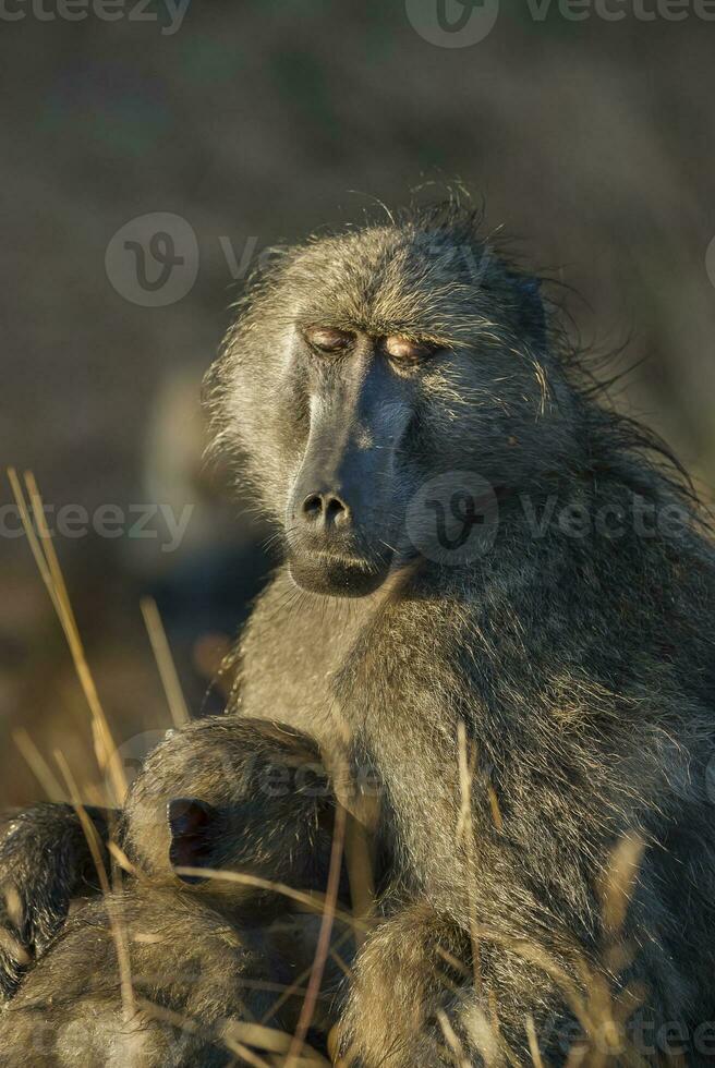 Mother and baby Baboon , Kruger National park,South Africa photo