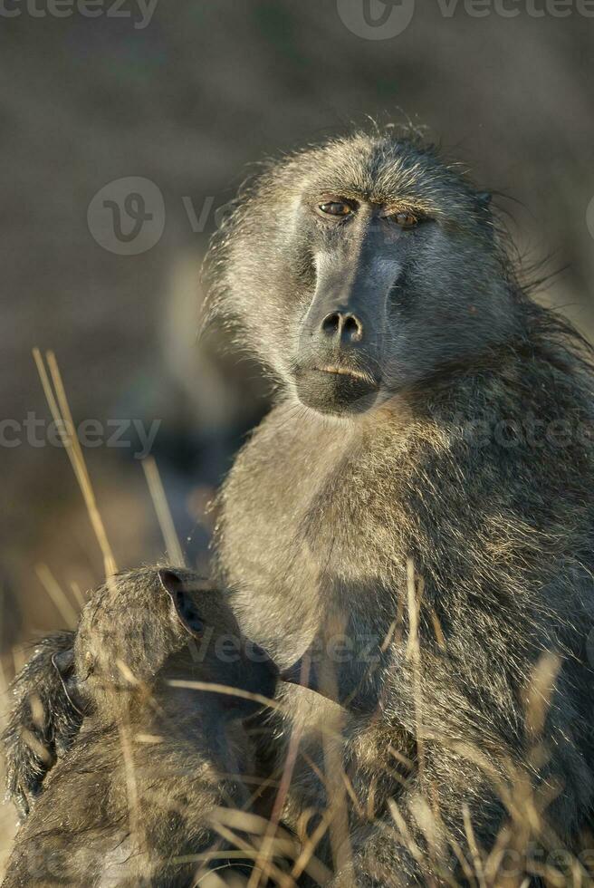 Baboon, mother and baby, Kruger National Park, South Africa photo