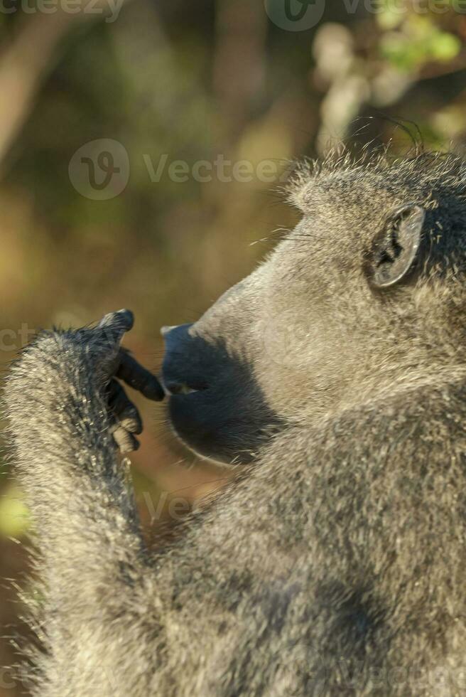 Baboon, portrait, South Africa photo