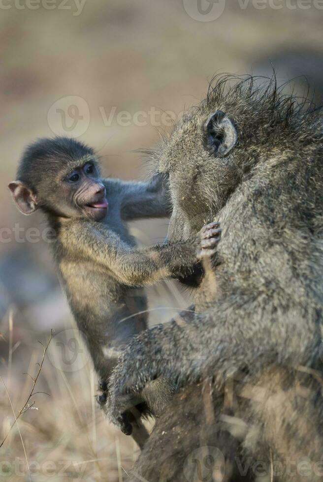 Baboon , Kruger National Park, South Africa photo