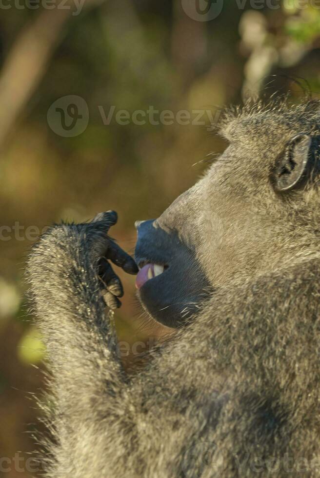 Baboon , Kruger National Park, South Africa photo