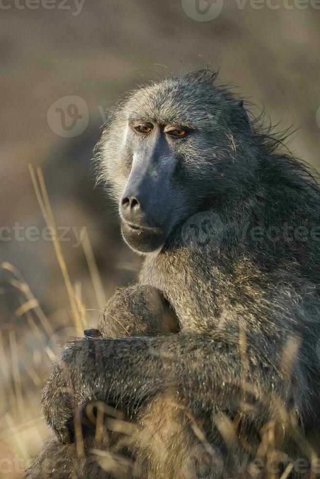 Baboon,  Kruger National Park, South Africa photo