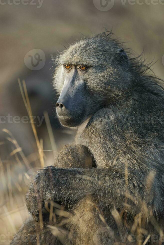 Mother and baby Baboon , Kruger National park,South Africa photo