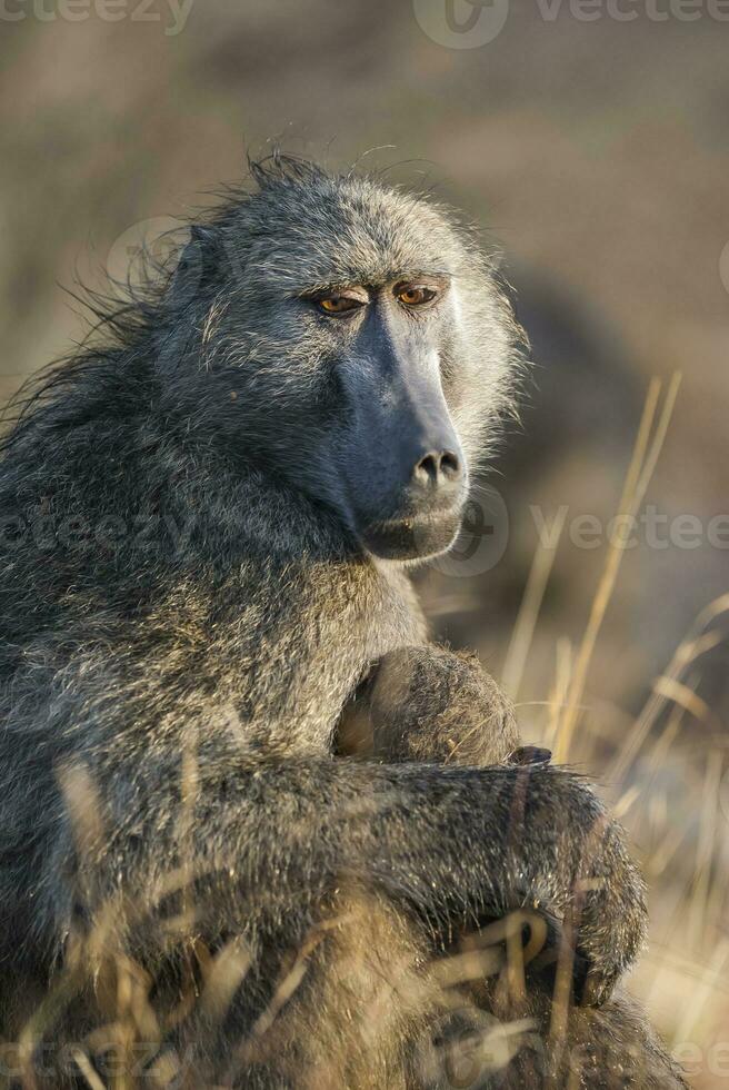 Baboon, mother and baby, Kruger National Park, South Africa photo