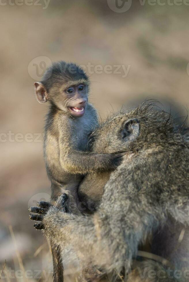 Baboon, mother and baby, Kruger National Park, South Africa photo