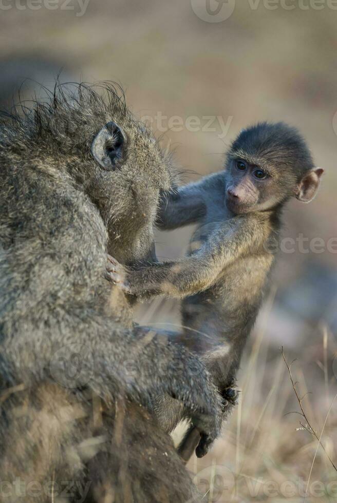 Baboon, mother and baby, Kruger National Park, South Africa photo