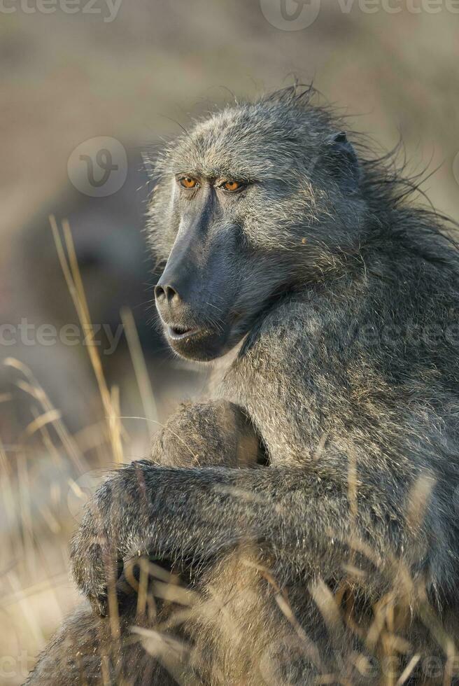 Baboon , Kruger National Park, South Africa photo