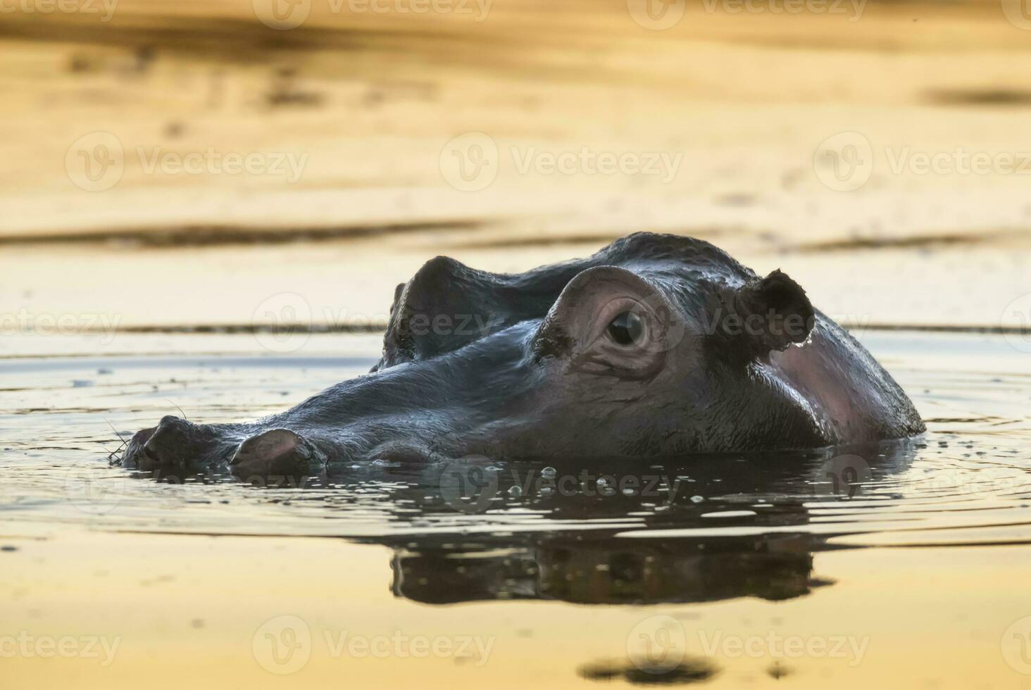 hipopótamo anfibio en pozo de agua, kruger nacional parque, sur África foto