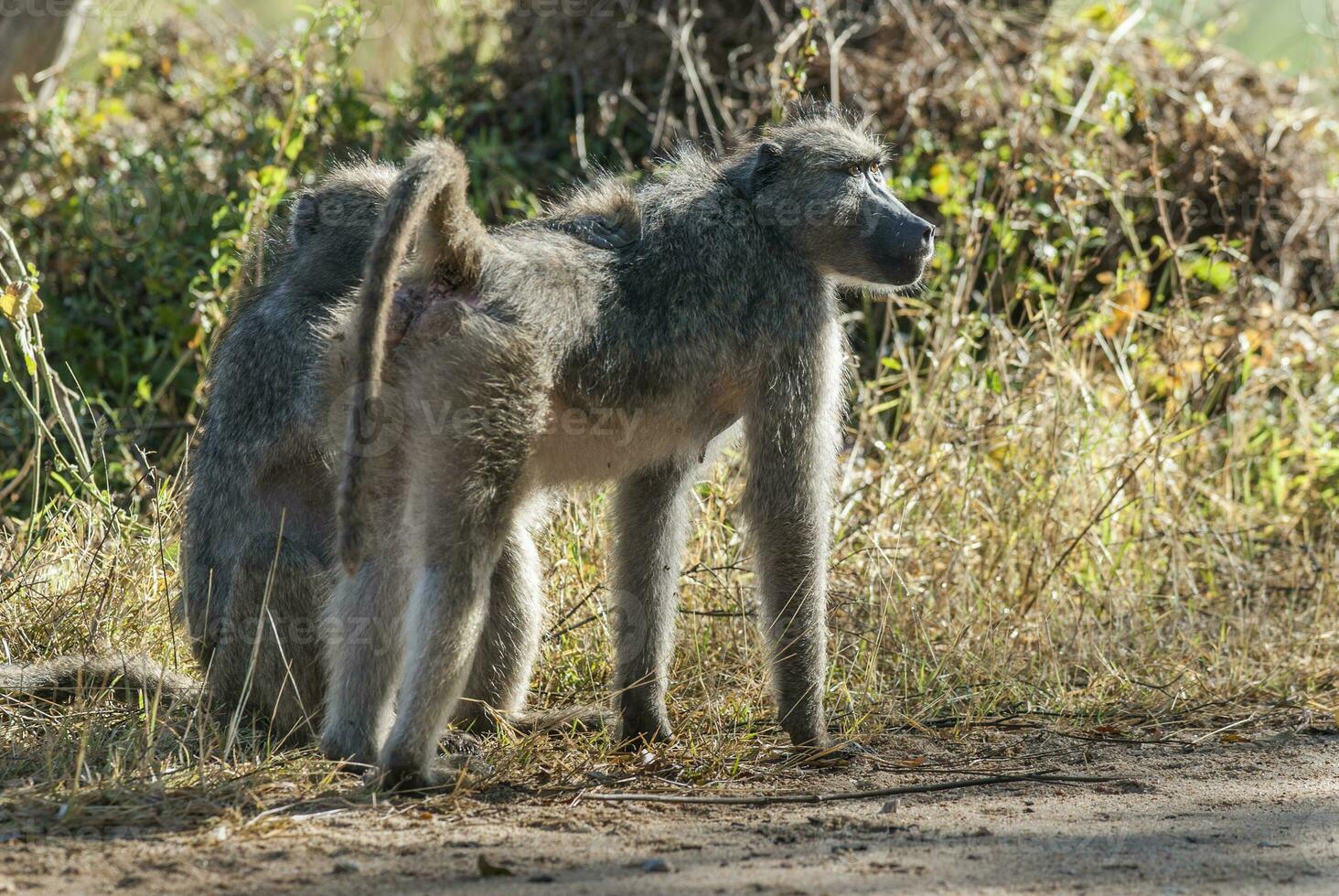 Baby Baboon , Kruger National Park, South Africa photo