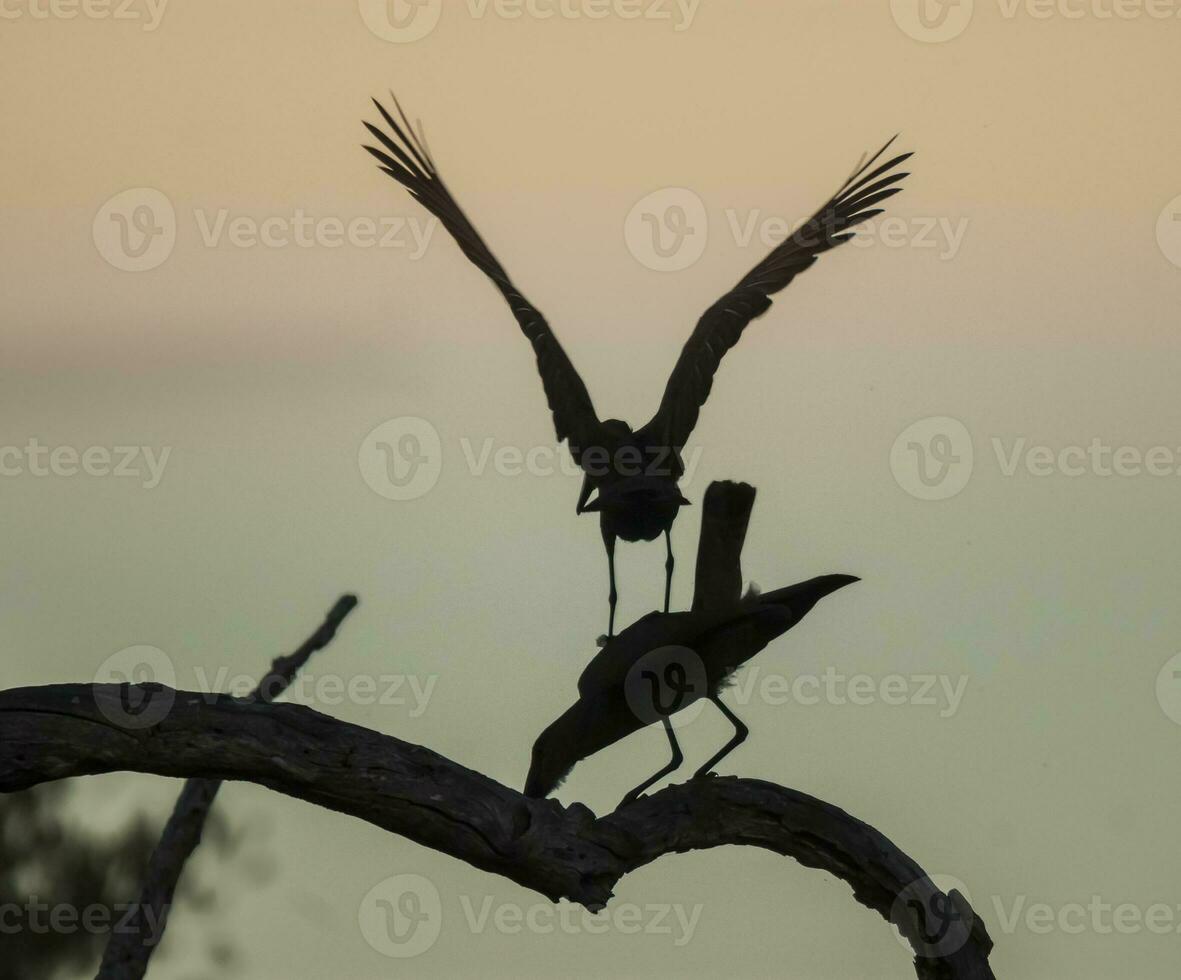 Hammerhead stork, Kruger National Park, South Africa. photo