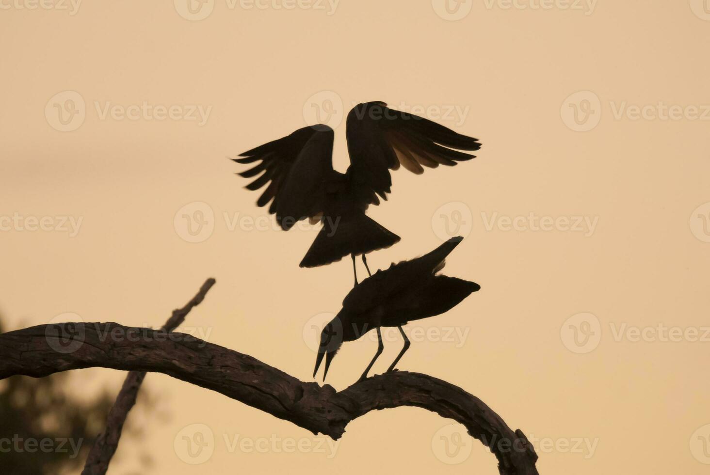 Hammerhead stork, Kruger National Park, South Africa. photo