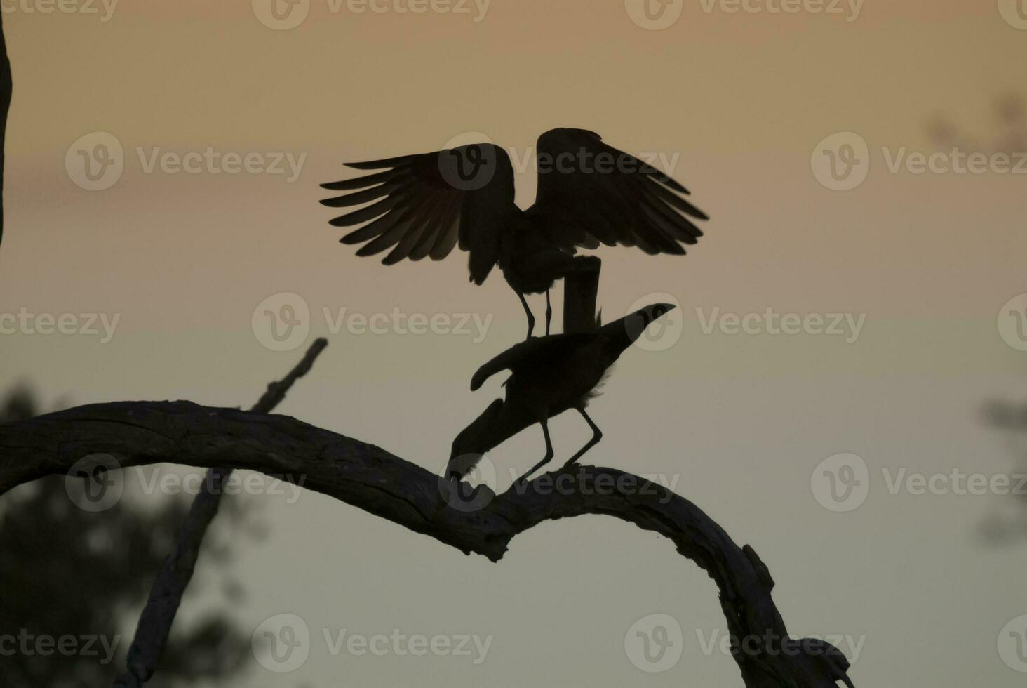 Hammerhead stork, Kruger National Park, South Africa. photo