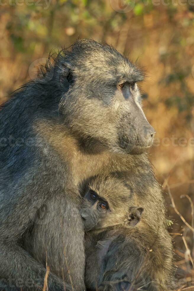 Baboon, mother and baby, Kruger National Park, South Africa photo