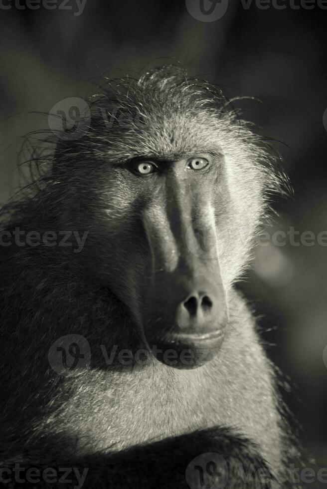 madre y bebé babuino , kruger nacional parque, sur África foto