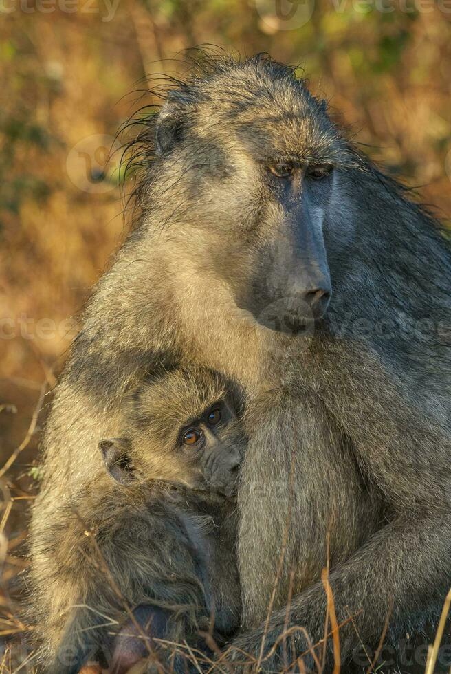Baboon, mother and baby, Kruger National Park, South Africa photo