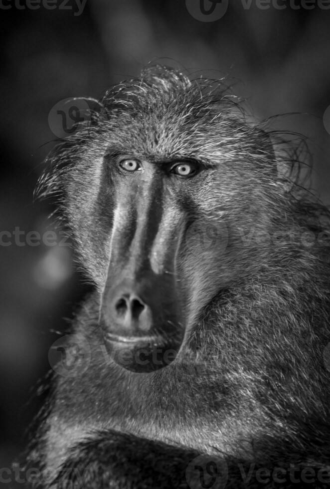 babuino , kruger nacional parque, sur África foto