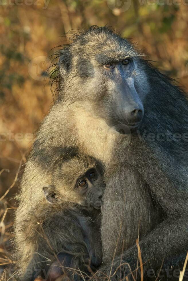 Mother and baby Baboon , Kruger National park,South Africa photo