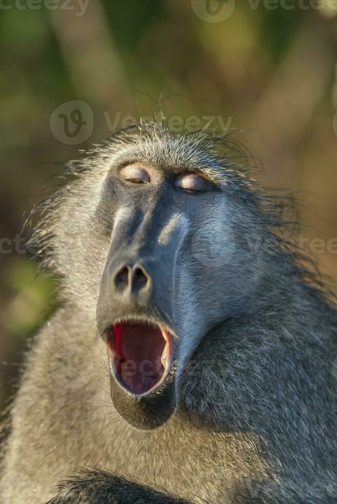 Baboon , Kruger National Park, South Africa photo