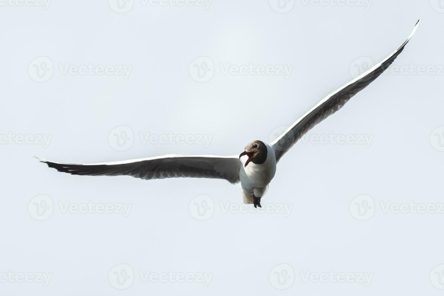Brown hooded gull, La Pampa Province, Patagonia, Argentina photo