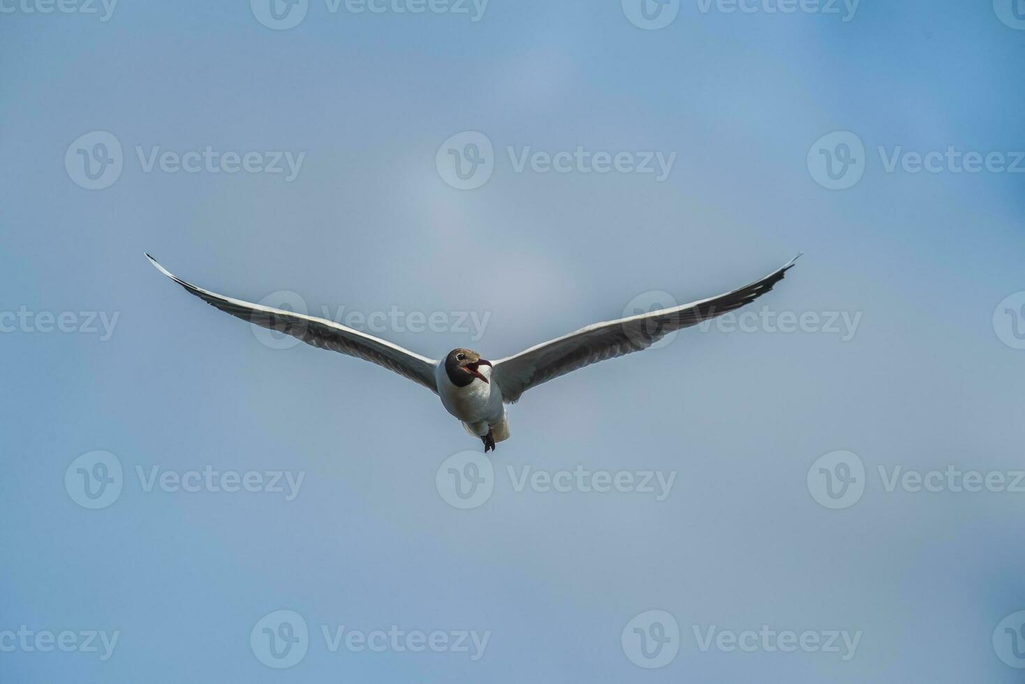 Brown hooded gull, La Pampa Province, Patagonia, Argentina photo