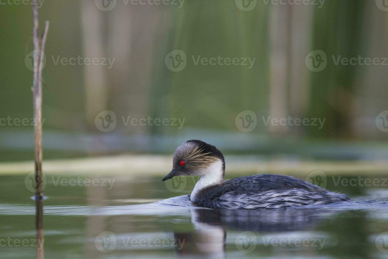 Silvery Grebe, Patagonia, Argentina photo