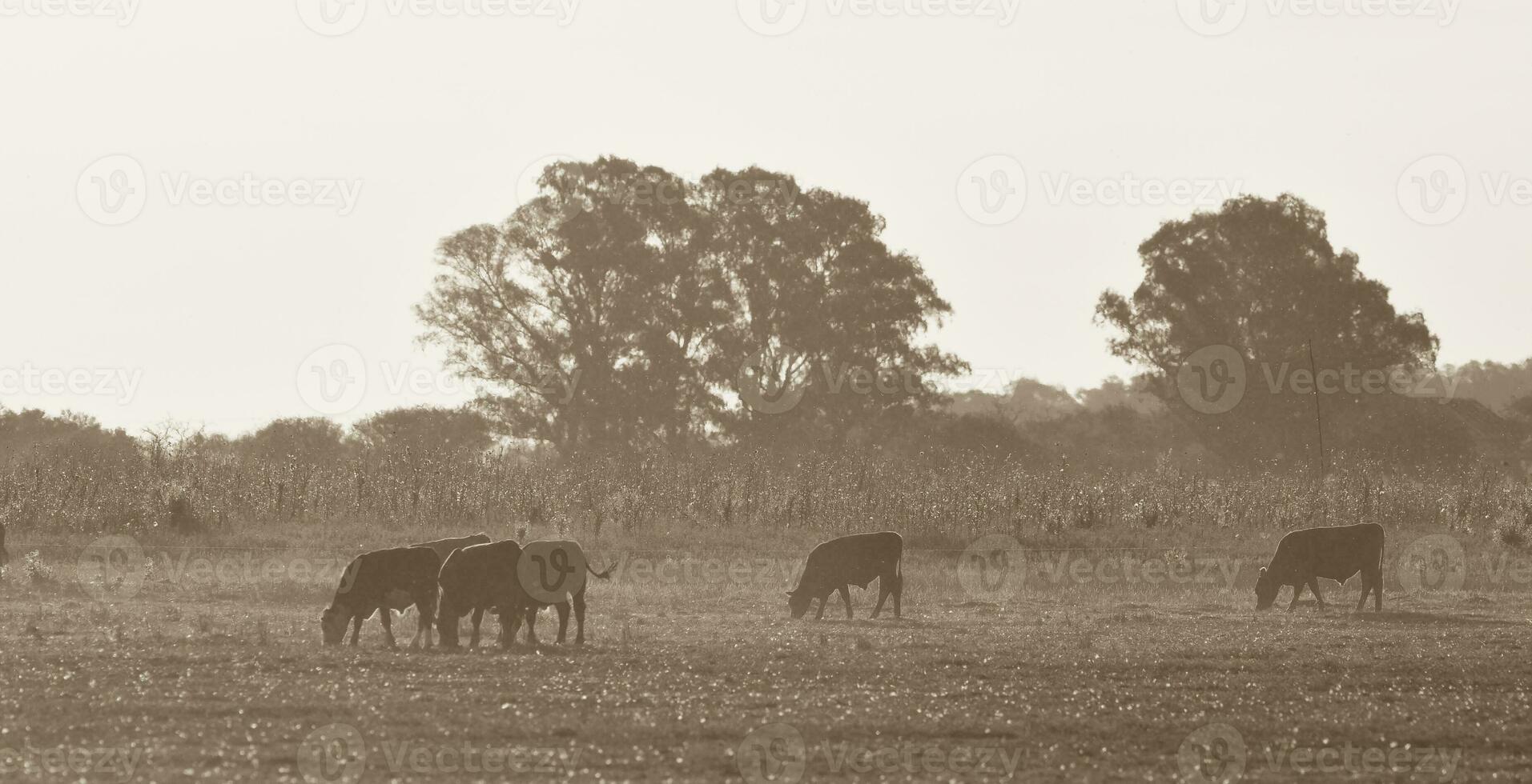 Steers grazing on the Pampas plain, Argentina photo