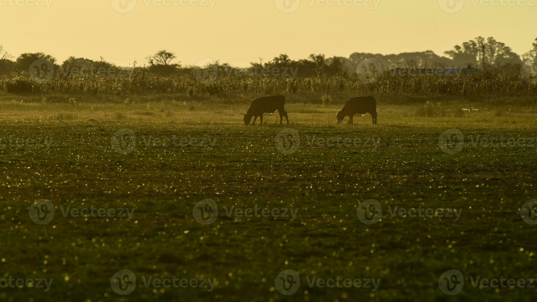 novillos pasto en el pampa plano, argentina foto