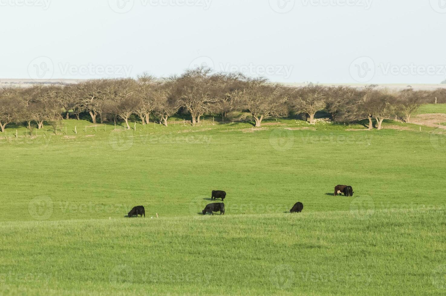 Steers grazing on the Pampas plain, Argentina photo