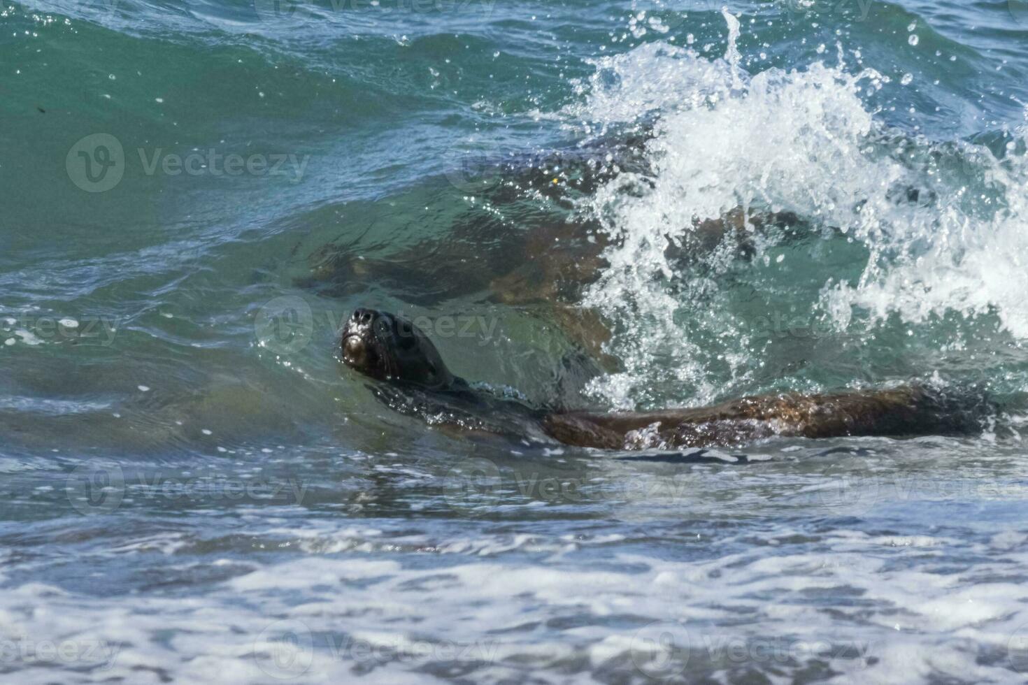 Sea lion surfing in the waves, Patagonia,Argentina. photo