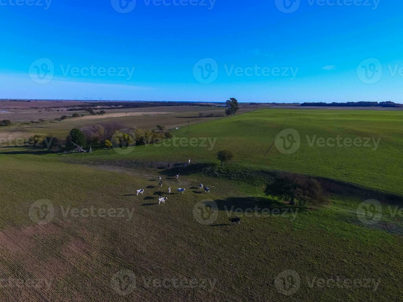 Cows in La Pampa province landscape,La Pampas, Argentina photo