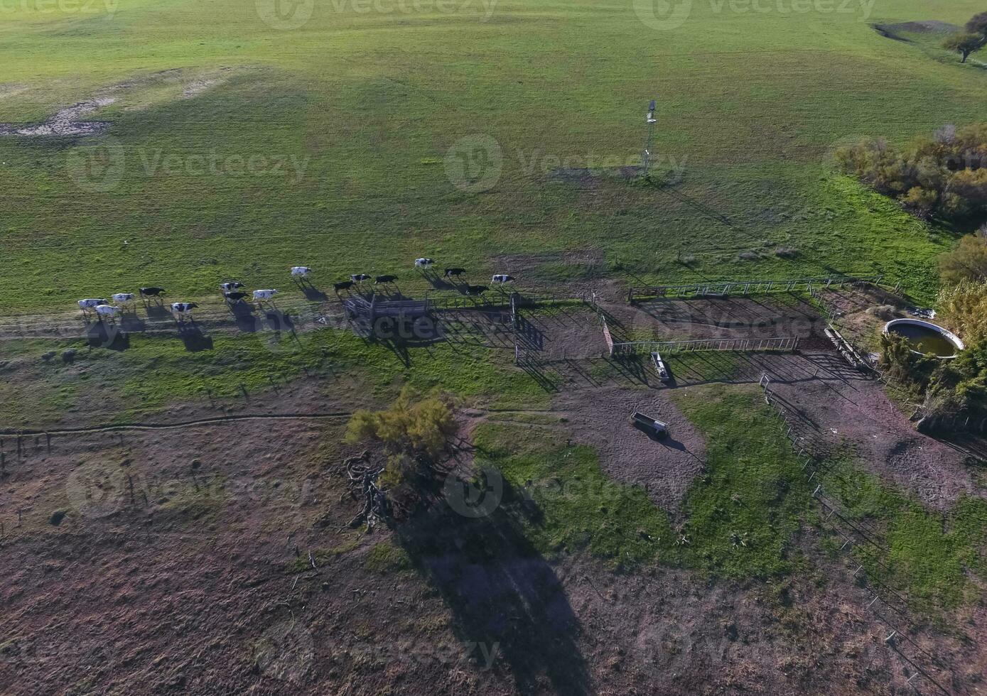 Cows in La Pampa province landscape,La Pampas, Argentina photo