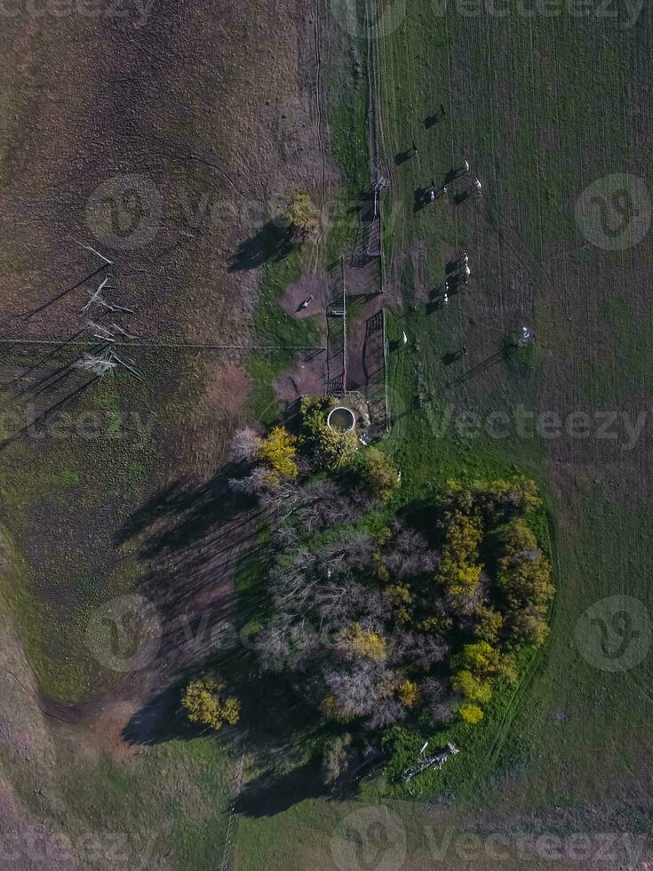 Cows in La Pampa province landscape,La Pampas, Argentina photo