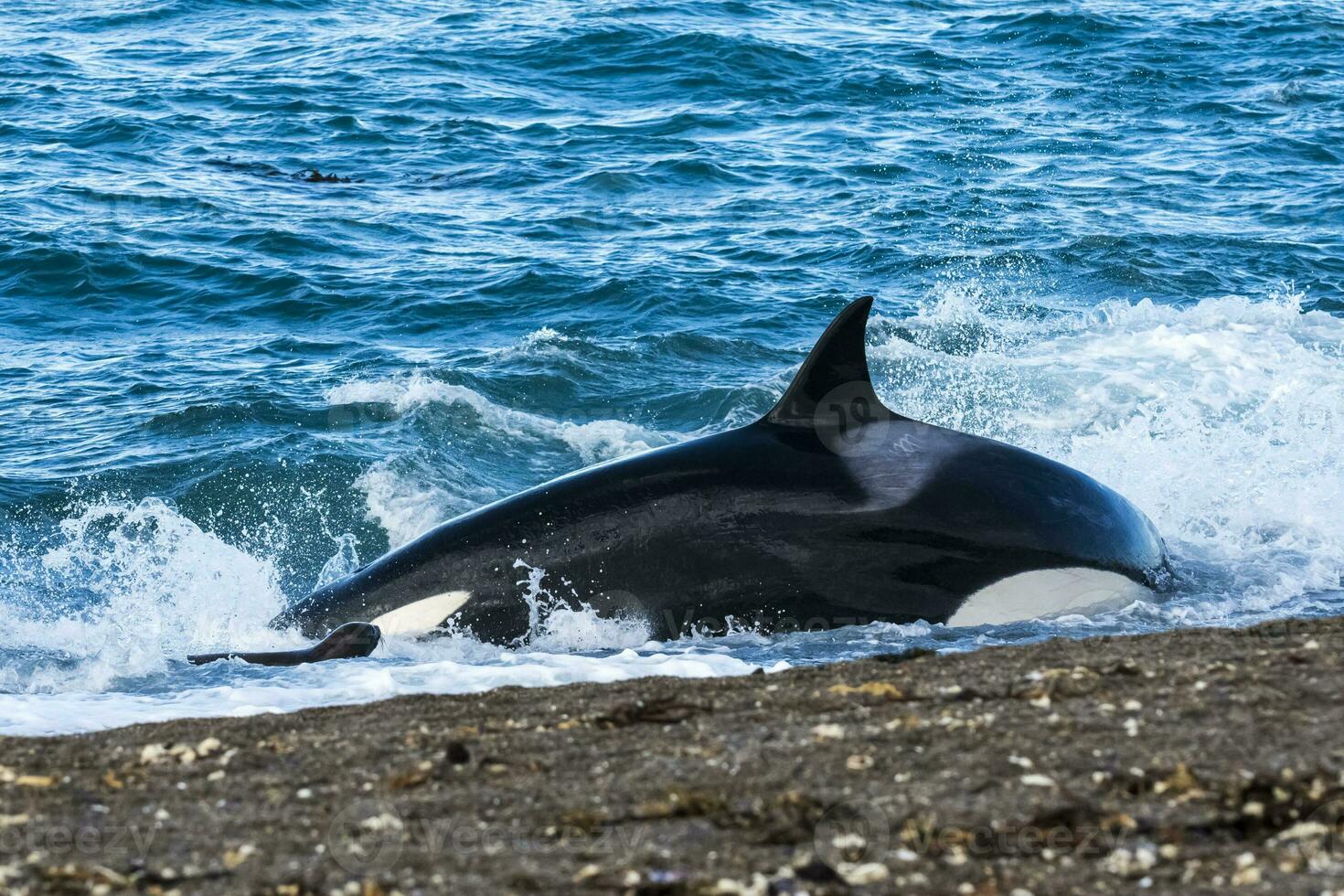 Killer whale hunting on the paragonian coast, Patagonia, Argentina photo