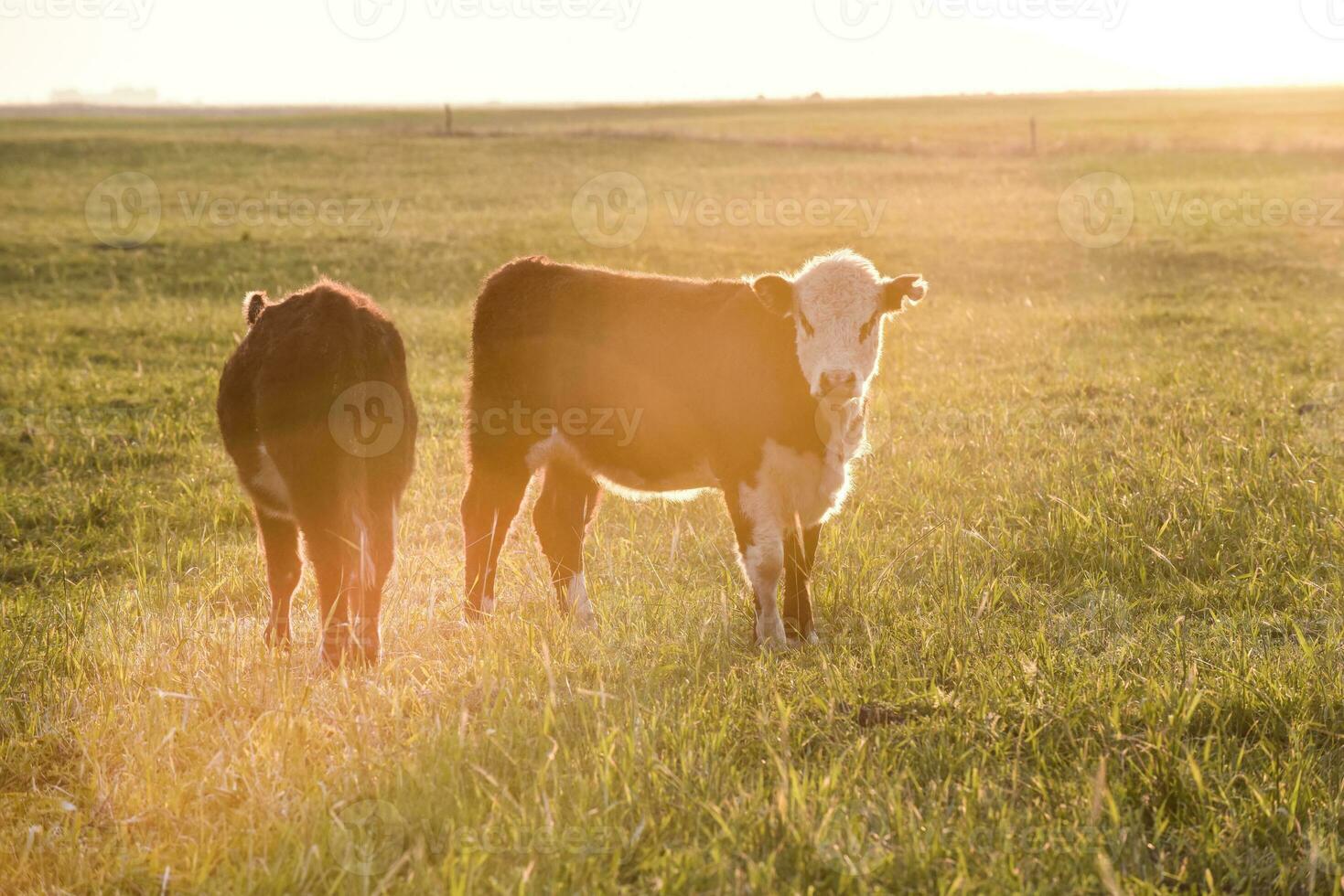 Cattle looking to the camera, Patagonia, Argentina photo