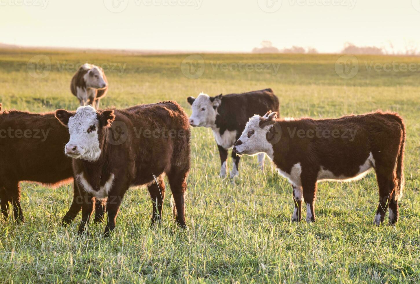 Cattle looking to the camera, Patagonia, Argentina photo