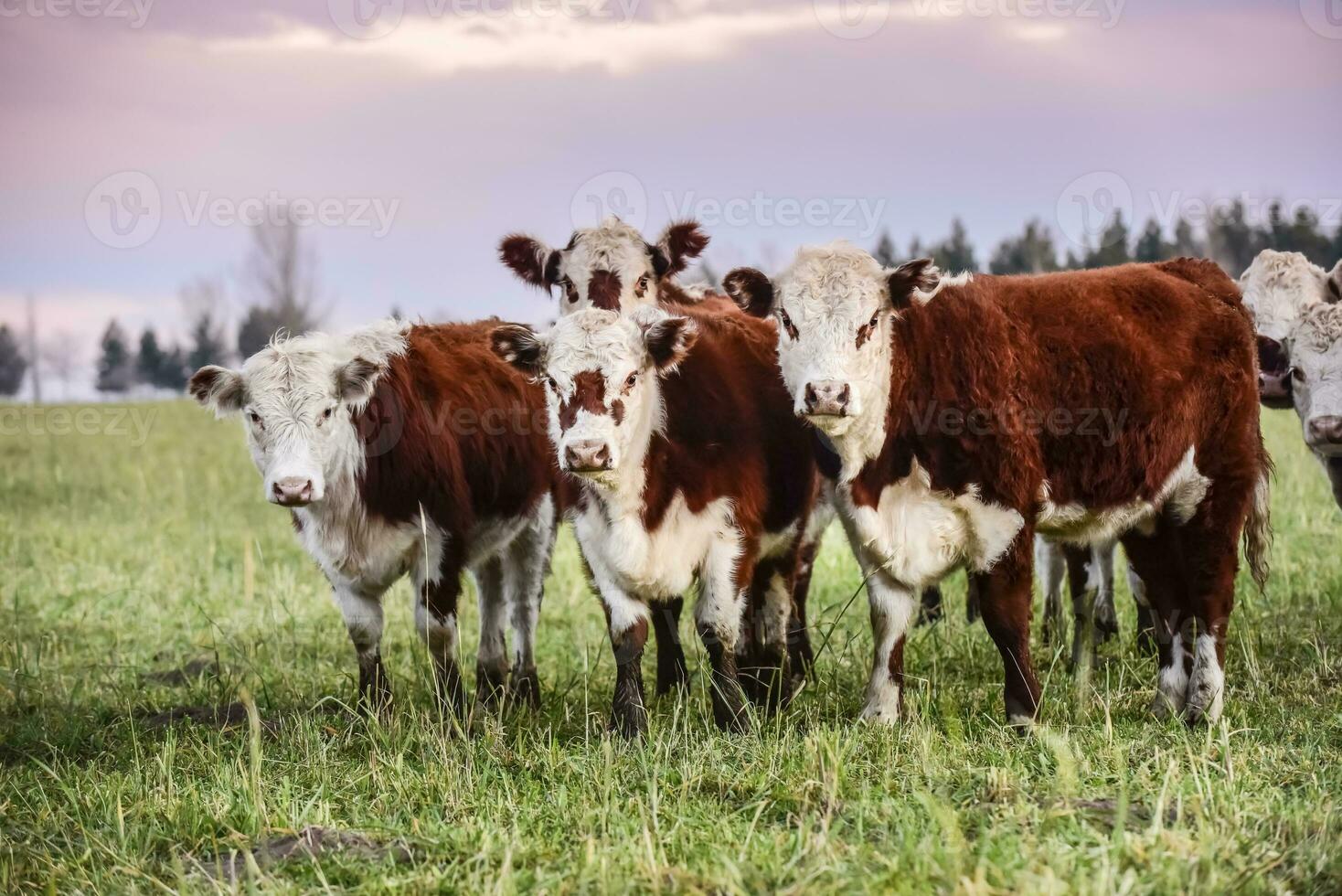 Cattle looking to the camera, Patagonia, Argentina photo
