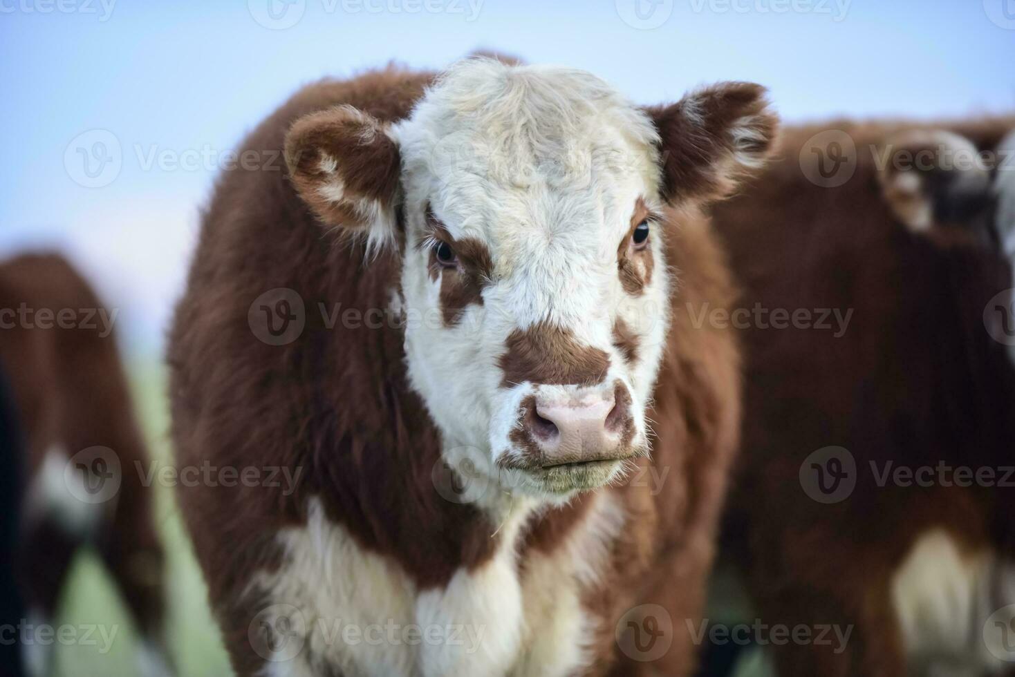 Cattle looking to the camera, Patagonia, Argentina photo