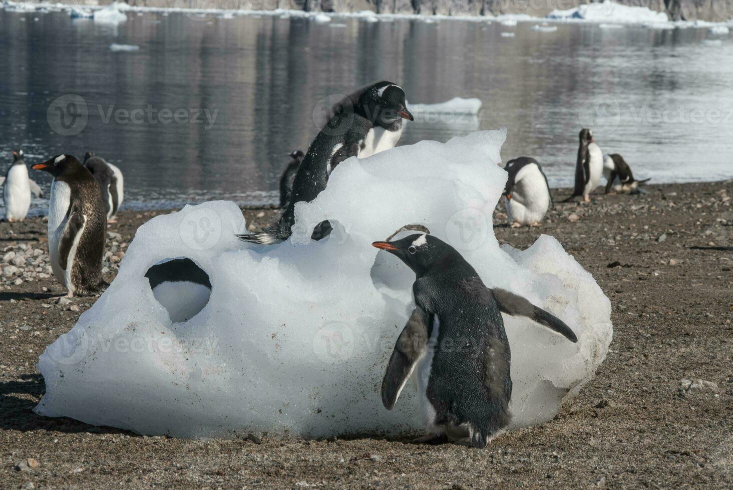 Gentoo Penguin, Neko harbour,Antartica photo