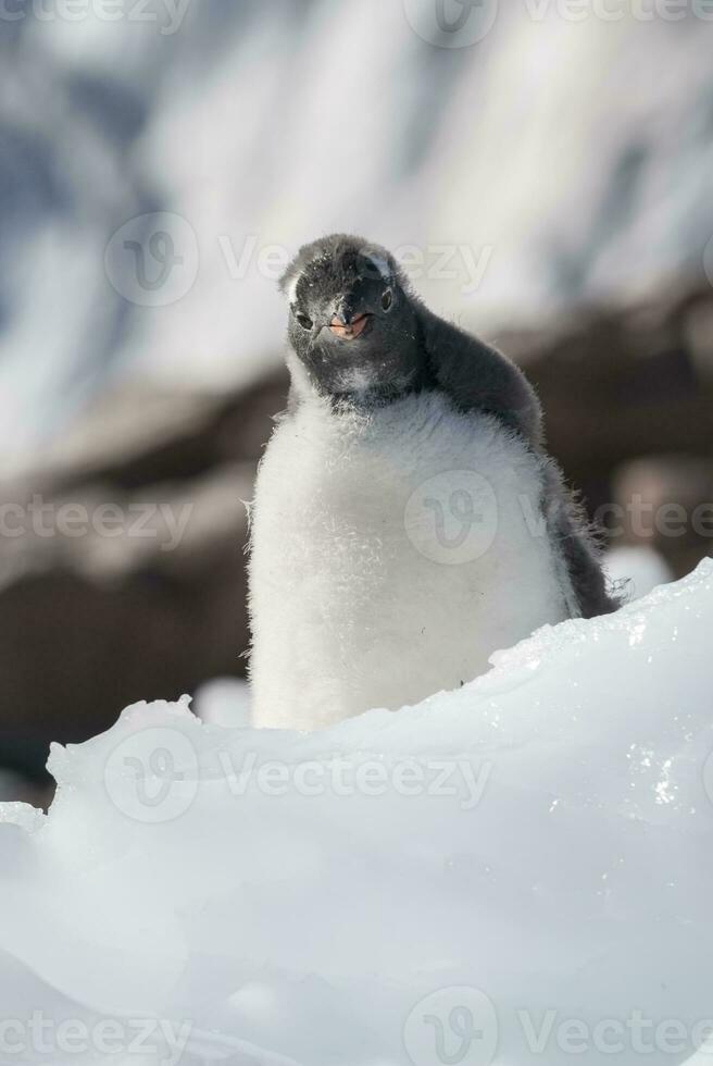 Gentoo Penguin, Antartica photo