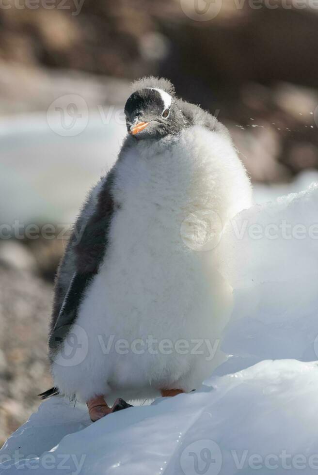 Gentoo Penguin, Antartica photo