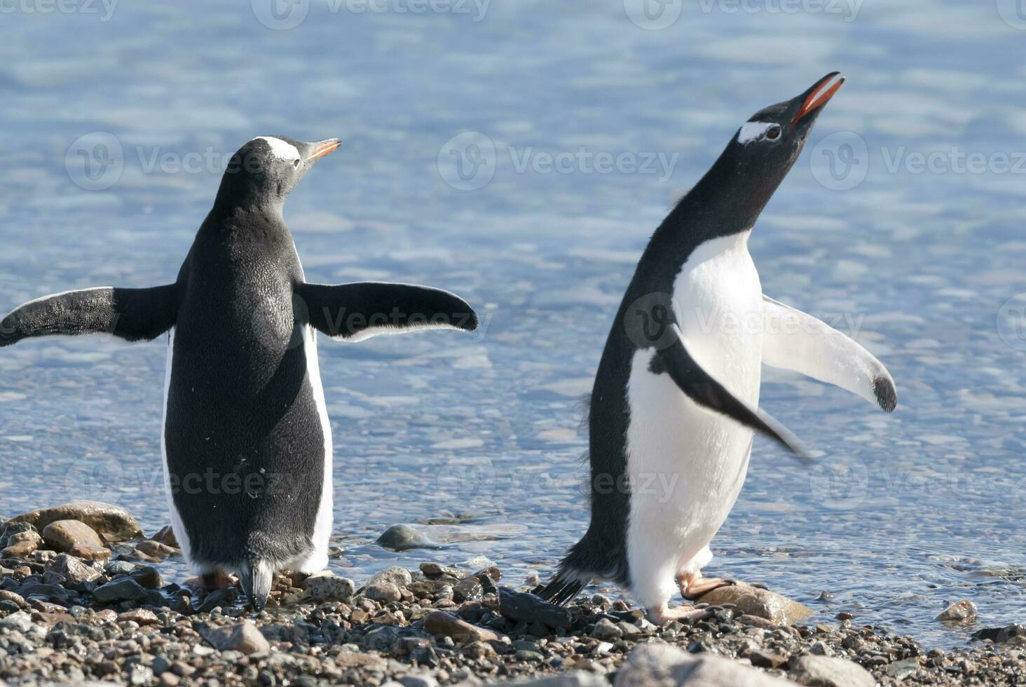 gentoo pingüino, antartica foto