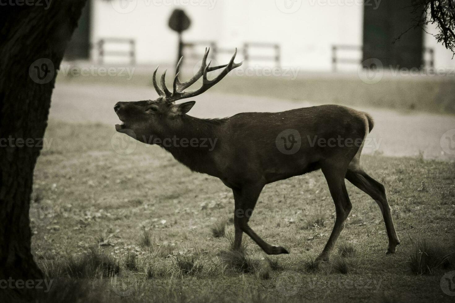 Male Red deer in La Pampa, Argentina, Parque Luro Nature Reserve photo