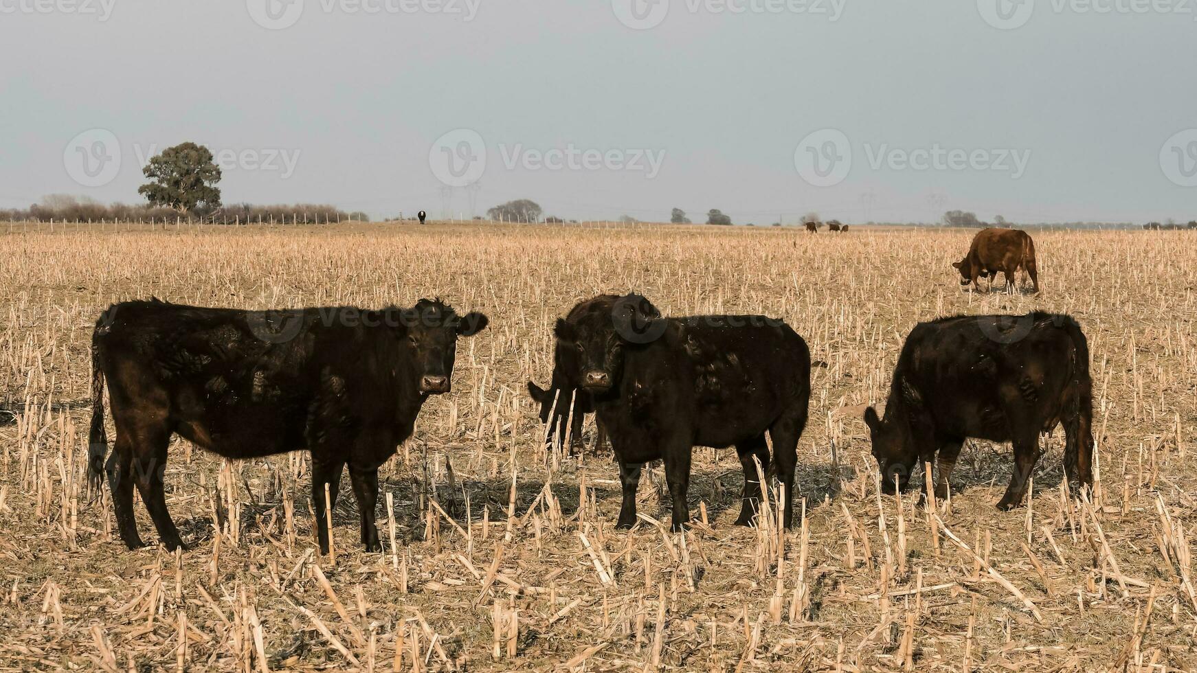 Livestock, Argentine meat production , in Buenos Aires countryside, Argentina photo